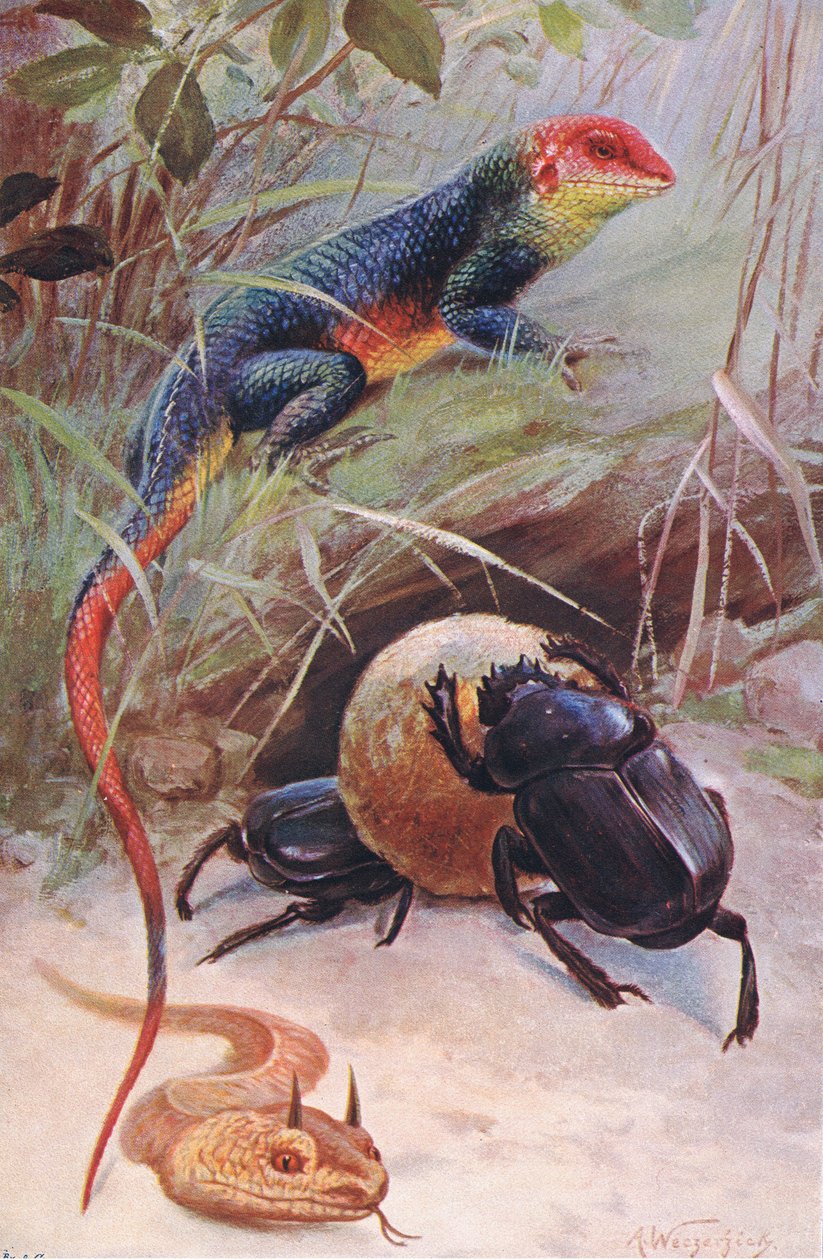 ガマ、ツノバイパー、神聖なカブトムシ、世界の野生生物、1910年頃のイラスト 作： ウィルヘルム・クナート