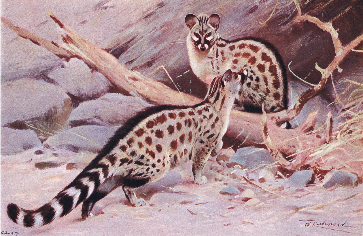 ダンゴラジュネット、イラスト、ワイルドライフオブザワールド、1910年 作： ウィルヘルム・クナート
