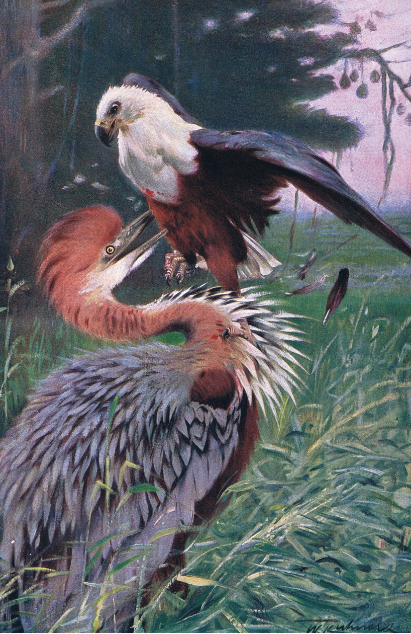 ジャイアントヘロンとシーイーグルのイラスト、世界の野生生物、1910年頃 作： ウィルヘルム・クナート