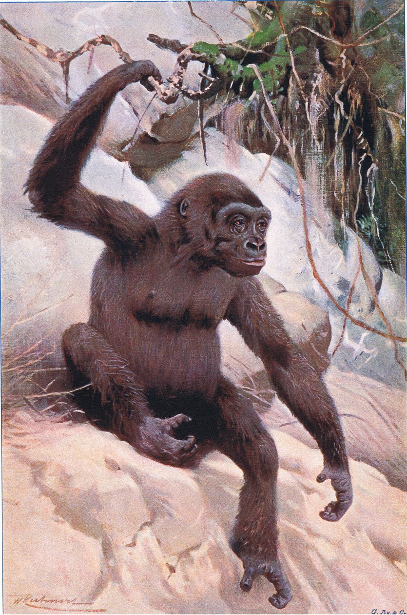 ゴリラ、世界の野生生物、1910年頃のイラスト 作： ウィルヘルム・クナート