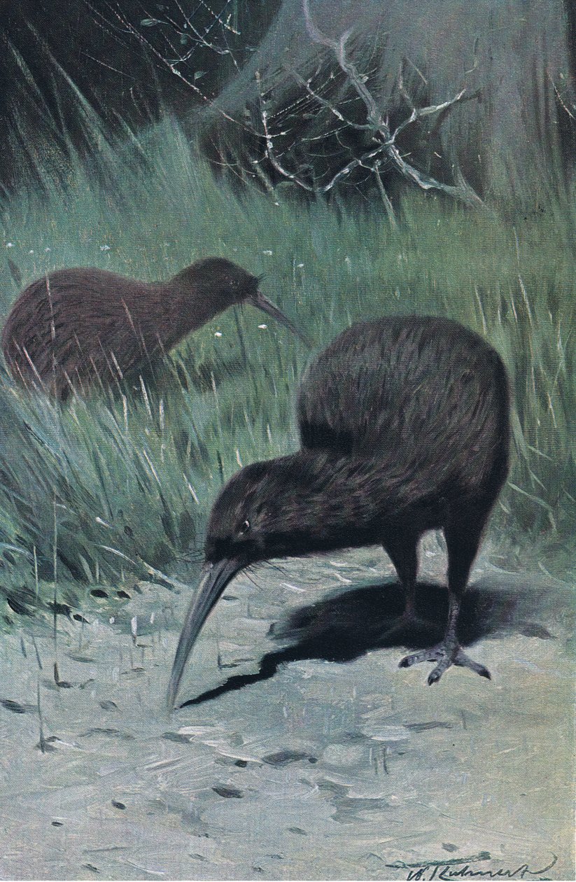 世界の野生生物、1910年頃のキウイ 作： ウィルヘルム・クナート