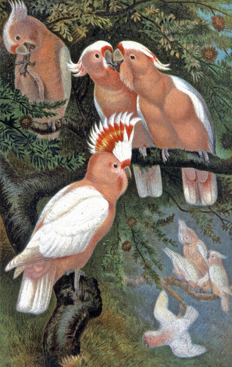 リードビーター・オカメインコ、1910年頃（イラスト） 作： ウィルヘルム・クナート