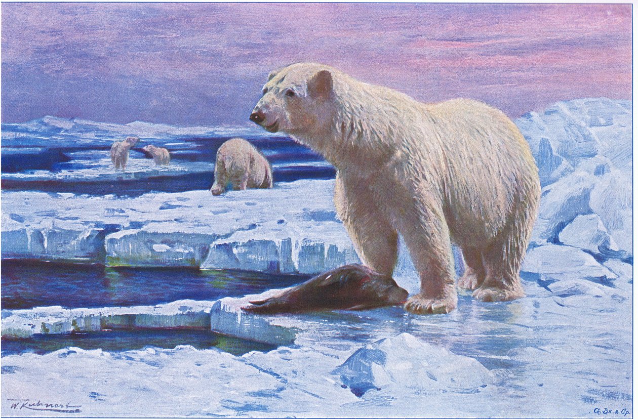野生動物世界のホッキョクグマ、Frederick Warne＆Co発行、1900年頃 作： ウィルヘルム・クナート