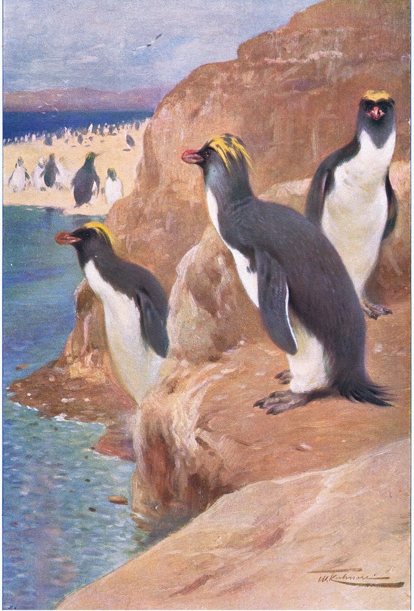ロックペンギン、イラスト、ワイルドライフオブザワールド、c.1910 作： ウィルヘルム・クナート