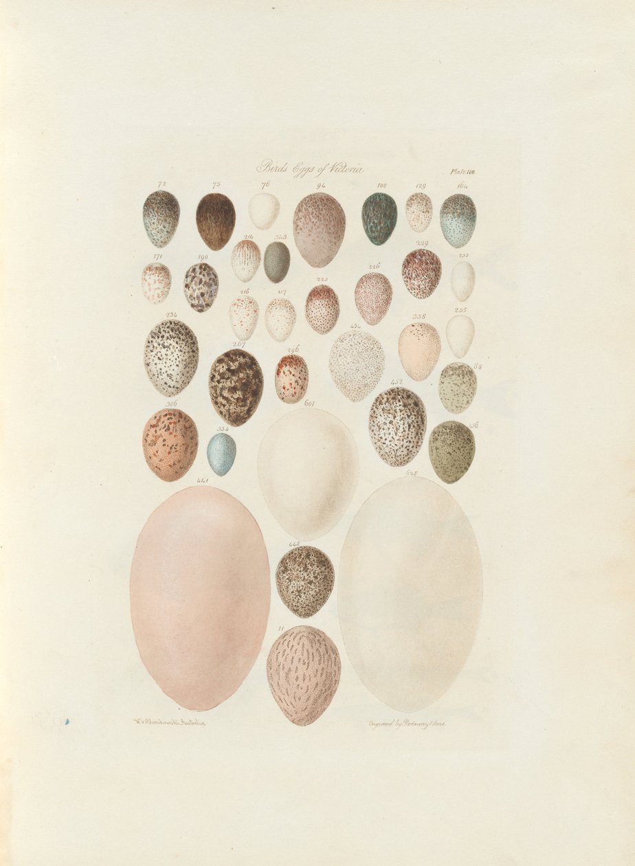 ビクトリアの鳥の卵。未公開のフォリオオーストラリアテラコグニタ、ウィリアムブランドウスキー。 1855-56 作： ウィリアム・ブランドウスキー