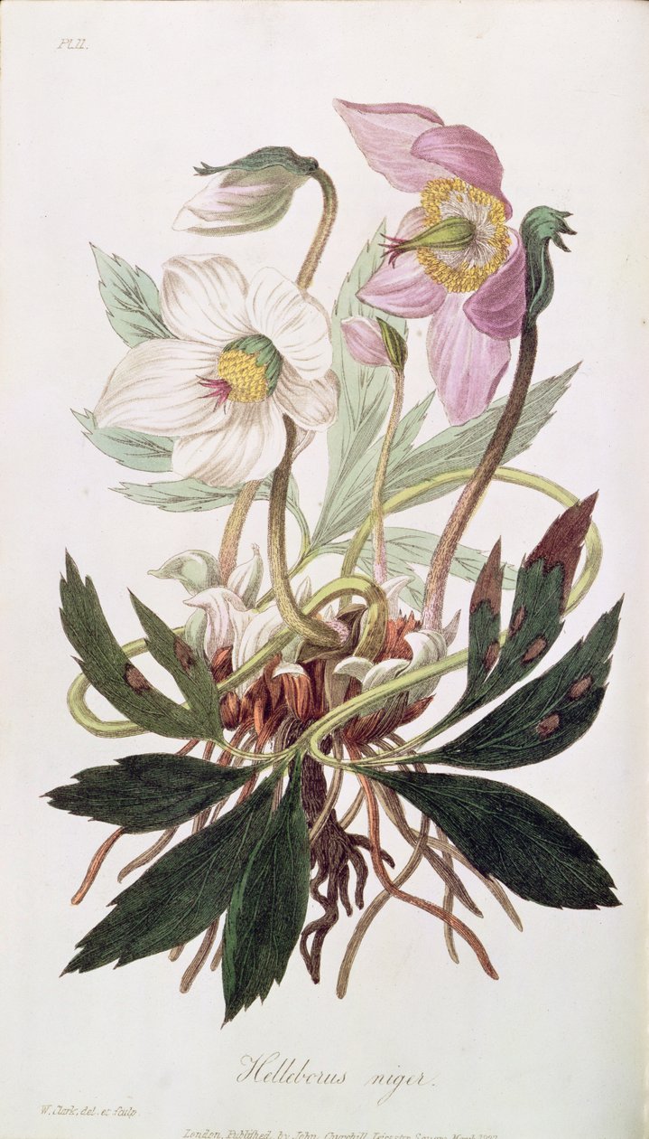 クリスマスローズ：1827年3月、ジョンチャーチル発行の「薬用植物学」 作： ウィリアム・クラーク