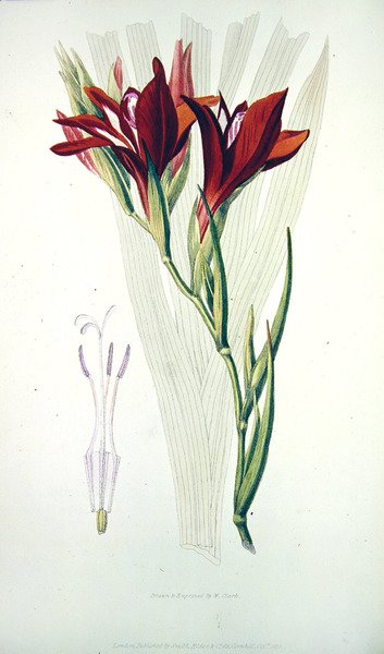 グラジオラス：（赤） `Flora Conspicua、Smith、Elder＆Co発行、1825年10月 作： ウィリアム・クラーク