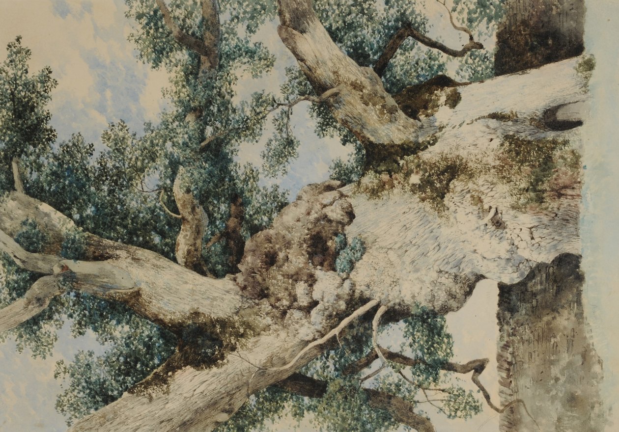 The Rookeryの木の研究、1854年頃（紙にwc） 作： ウィリアム・ジェームス・ブラックロック