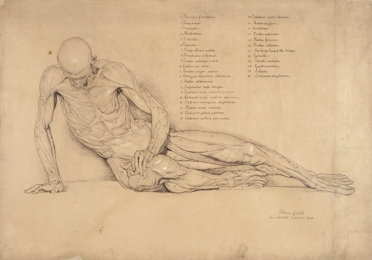 瀕死のガリアのエコルチェ研究、1840年（紙にペンとインク） 作： ウィリアム・リンネル