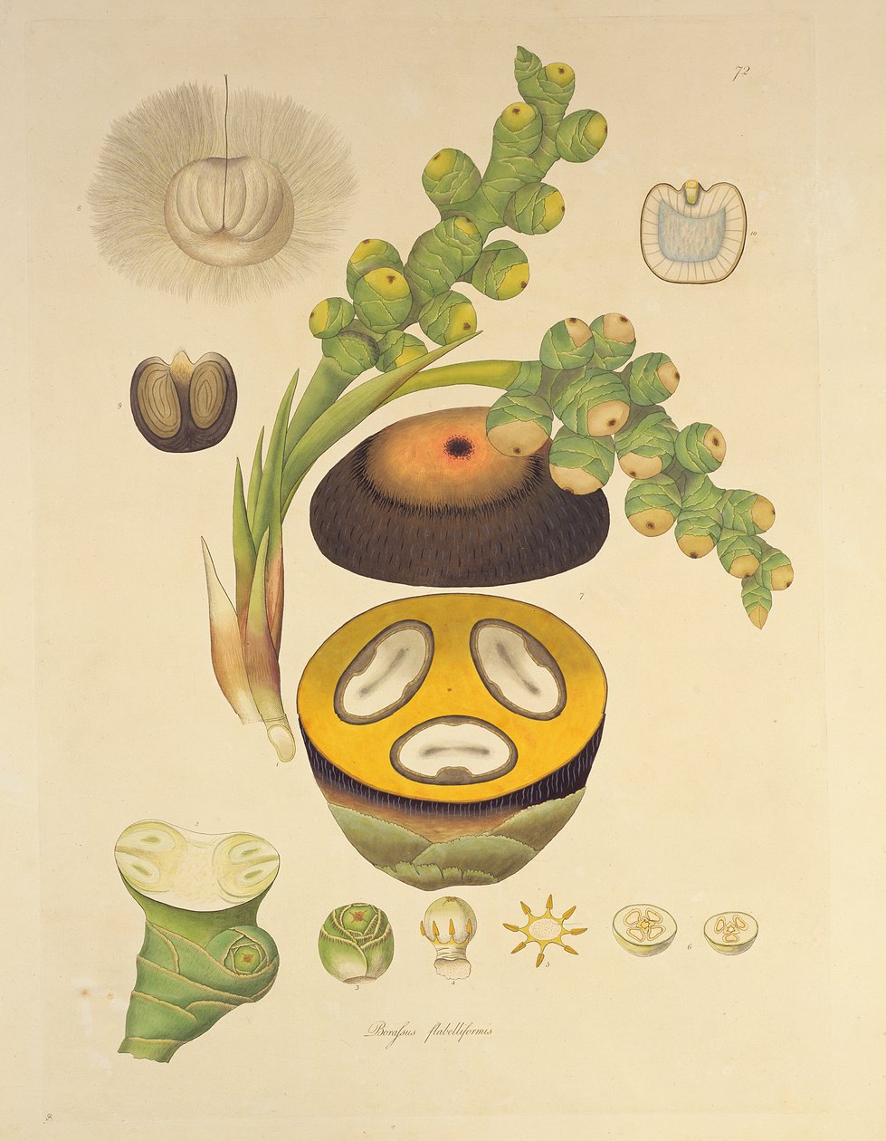 「コロマンデル海岸の植物」、1795年からのBorassus flabelliformis（Palmairaツリー）イラスト 作： ウィリアム・ロックスバラ