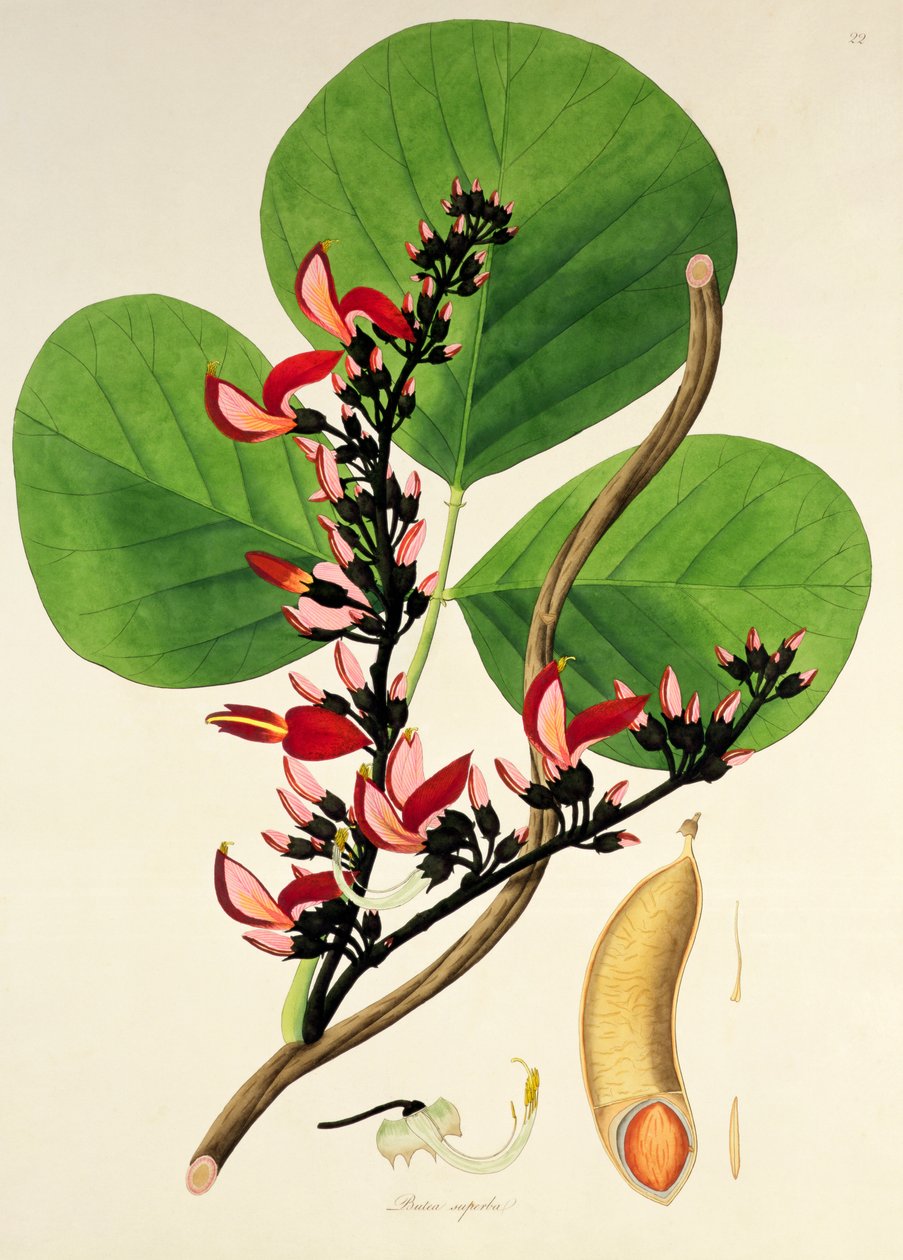 ブテアスペルバ、「コロマンデル海岸の植物」のイラスト、1795 作： ウィリアム・ロックスバラ