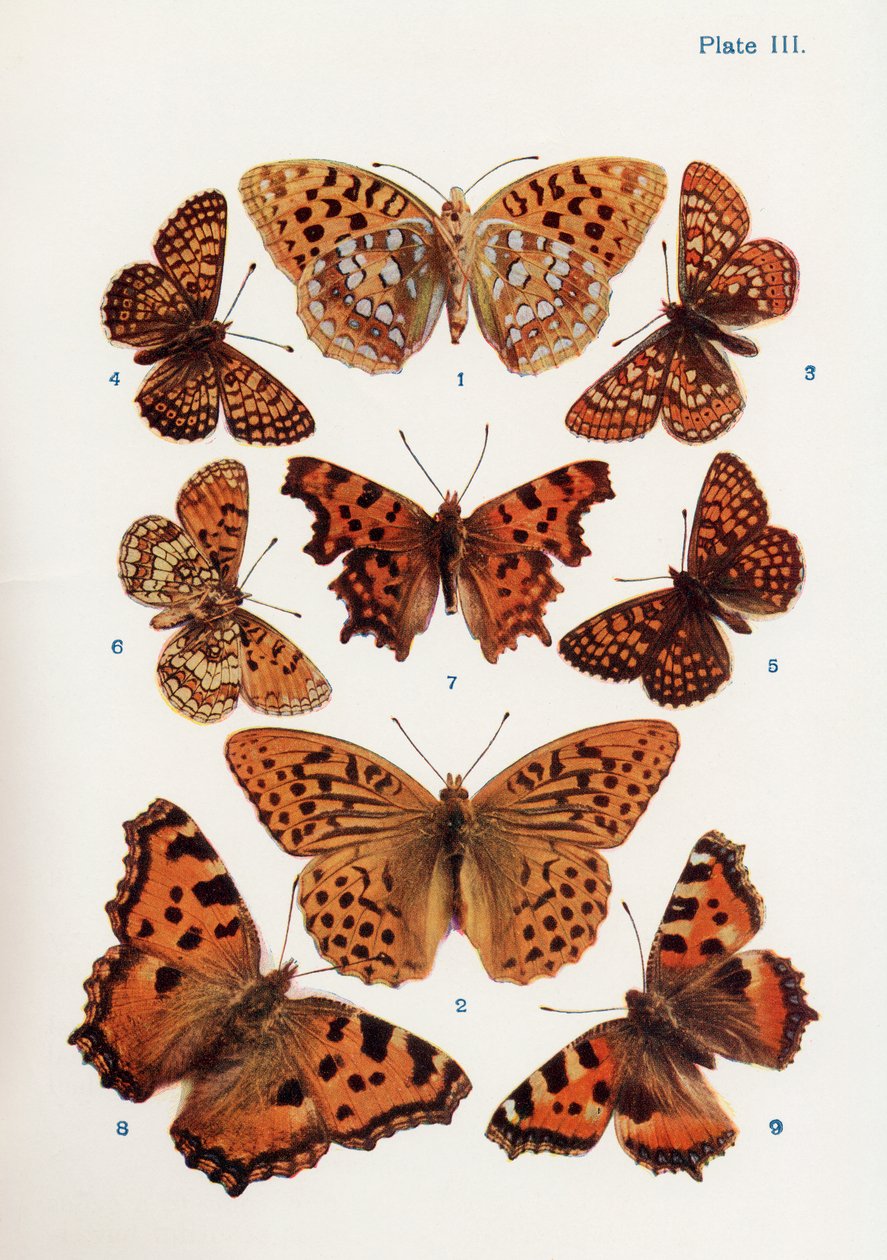 さまざまな種類の蝶、「蝶、蛾、その他の昆虫、田舎の生き物」の本のイラスト、1927年発行 作： ウィリアム・サミュエル・フルノー