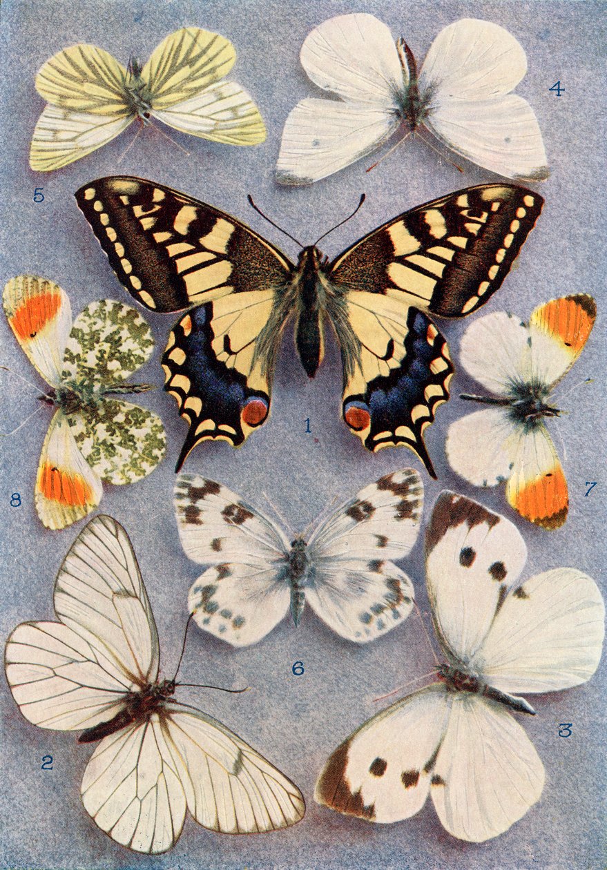 さまざまな種類の蝶、「蝶、蛾、その他の昆虫、田舎の生き物」の本のイラスト、1927年発行 作： ウィリアム・サミュエル・フルノー