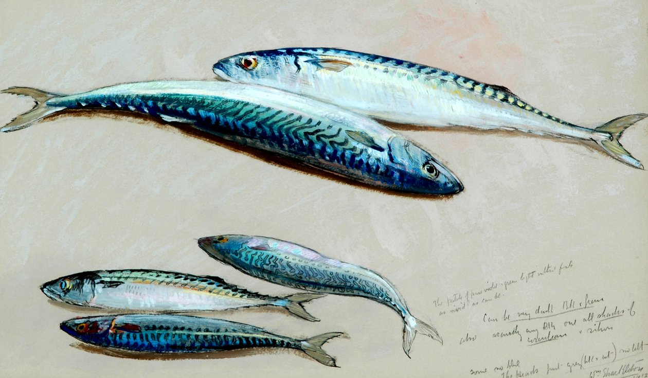 「ザサバネット」のための5つのサバの研究、1912年（オイルボードに油彩） 作： ウィリアム・シャクルトン