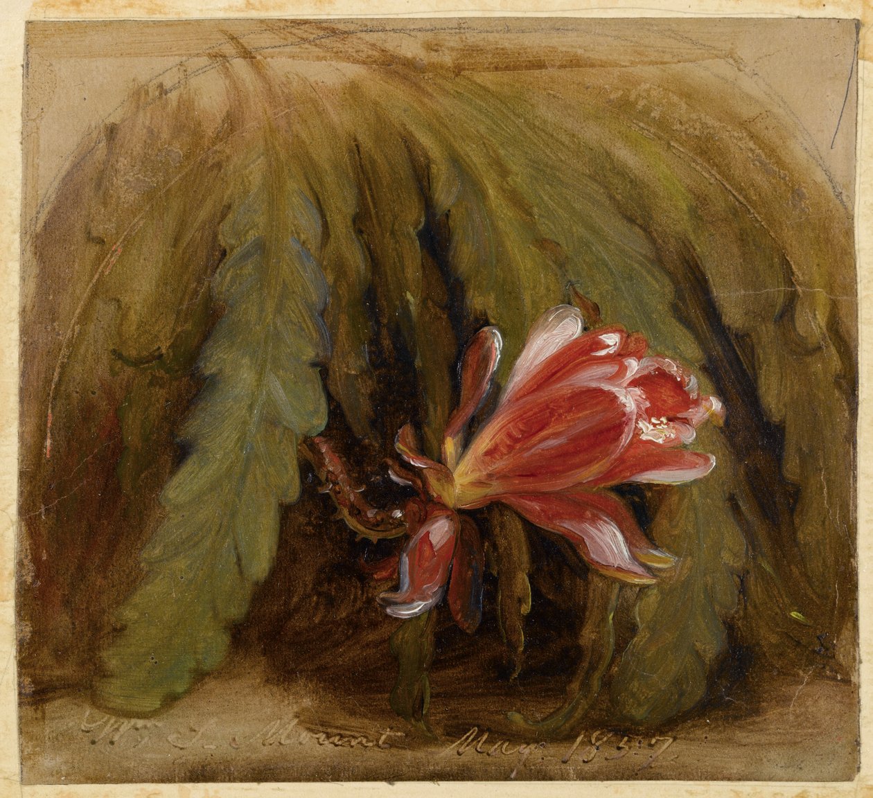 花のサボテン、1857 作： ウィリアム・シドニー・マウント