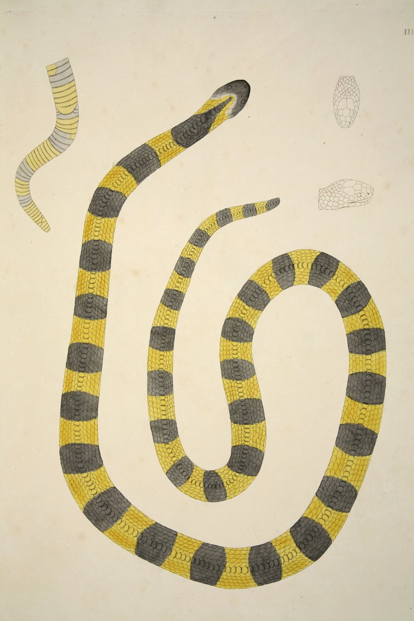 Bungarum Pamah、コロマンデルの海岸で収集されたインドの蛇のアカウントから、パブ。 1796年（手描きの彫刻） 作： ウィリアム・スケルトン