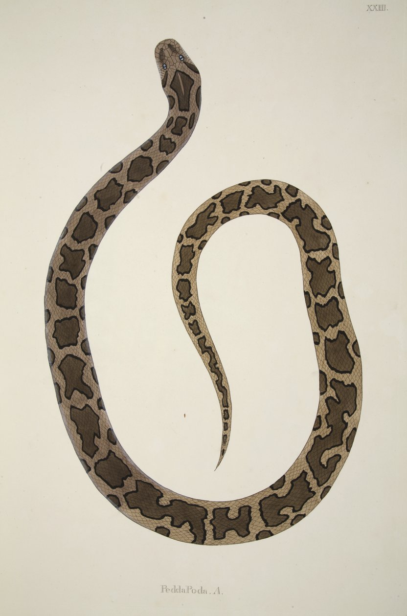 ペダポダ。 A.、コロマンデルの海岸で収集されたインドの蛇のアカウントから、パブ。 1796年（手描きの彫刻） 作： ウィリアム・スケルトン