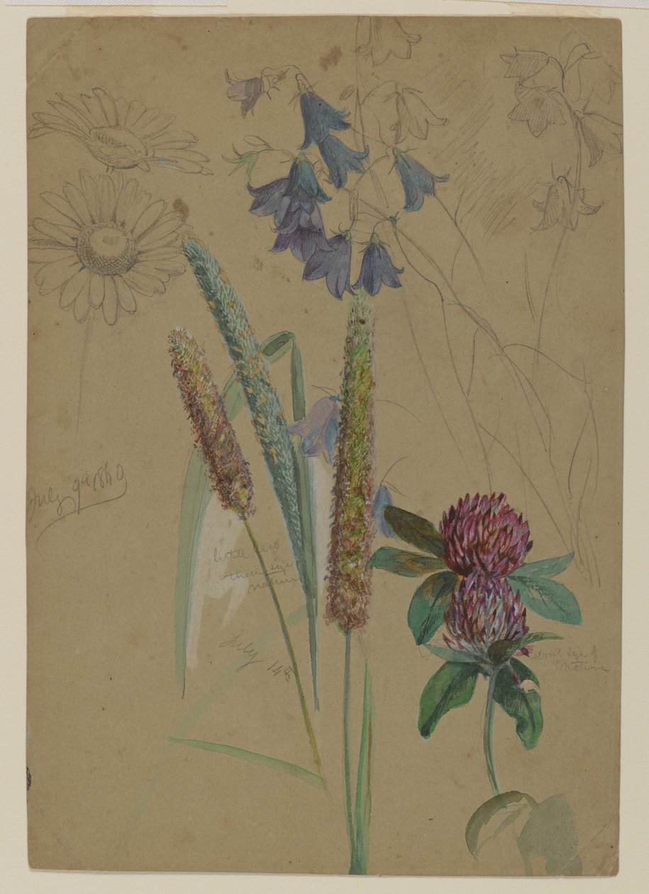 花の研究、1860（紙にグラファイトとトイレ） 作： ウィリアム・トロスト・リチャーズ