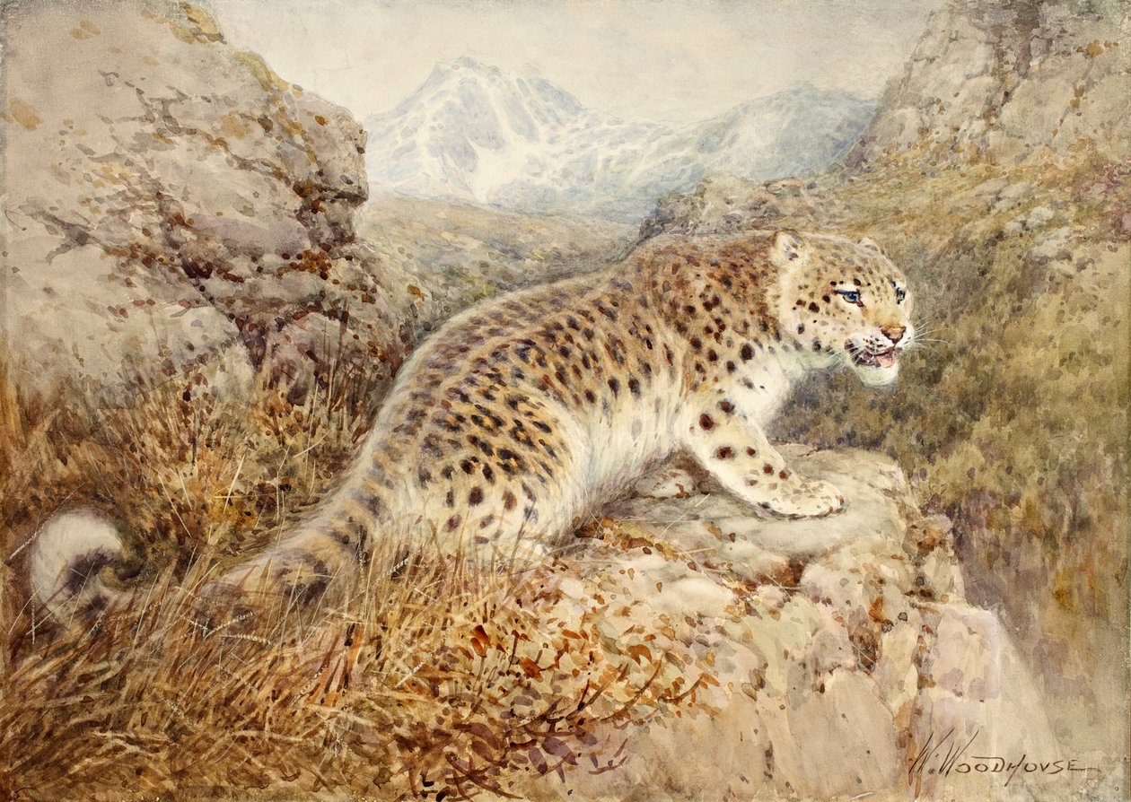 Snow Leopard、1920年頃 作： ウィリアム・ウッドハウス