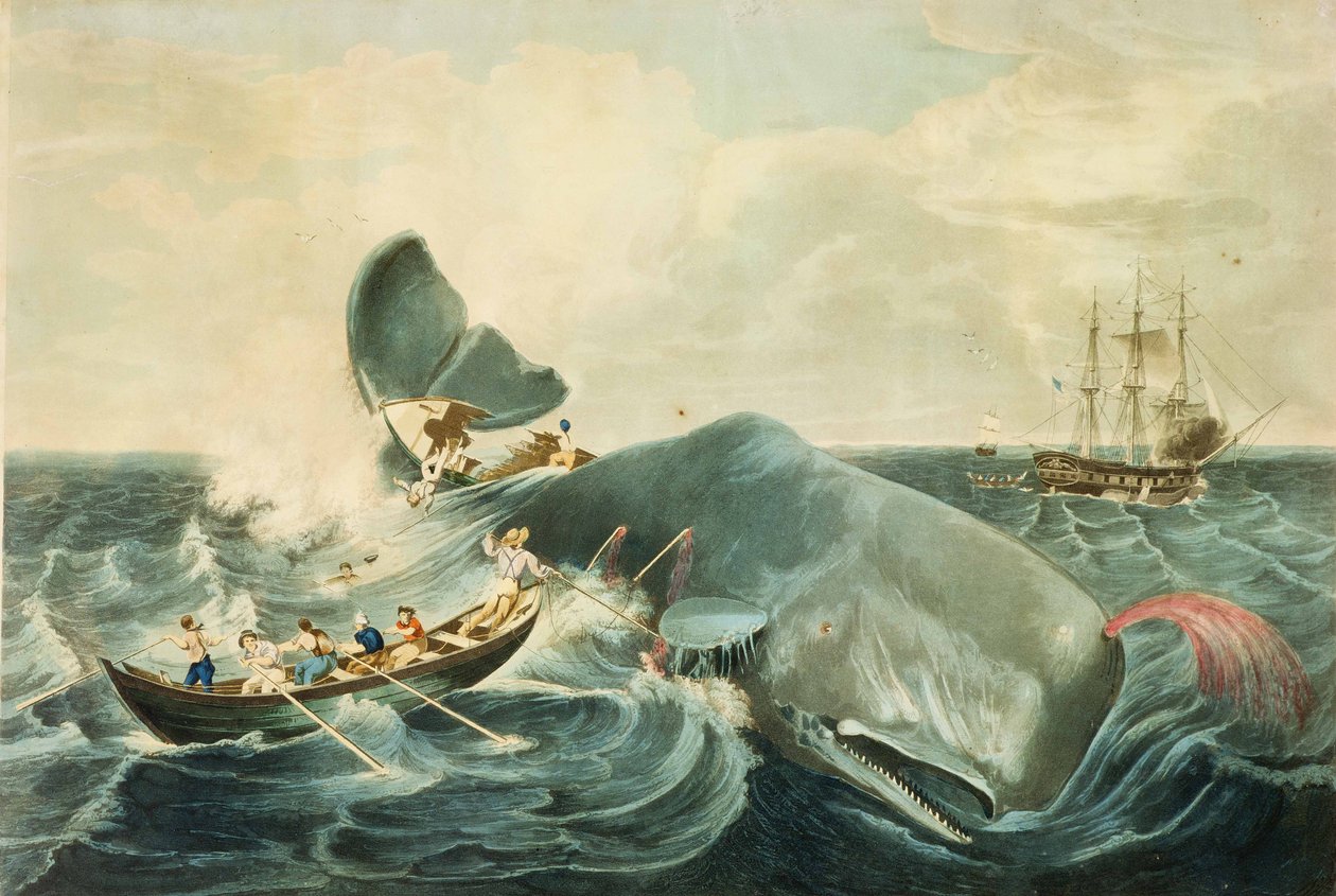 マッコウクジラの捕獲 J.ヒル版 1835年発行 （カラー・アクアチント） 作： ウィリアム (後) ページ