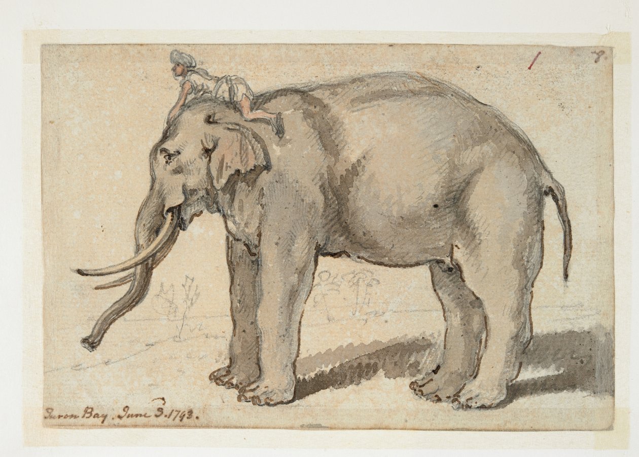 WD 961 f.1 作： ウィリアムアレクサンダー