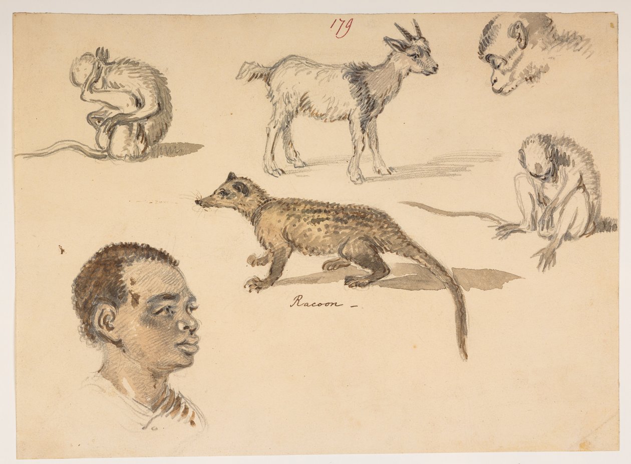 f.65 179 男の頭、アライグマ、ヤギ、サル、1792 年から 1794 年の間にマッカートニー卿の中国皇帝への大使館で作成された、風景、海岸線、衣装、日常生活の 372 枚の図面のアルバムから (紙に鉛筆と水彩) 作： ウィリアムアレクサンダー