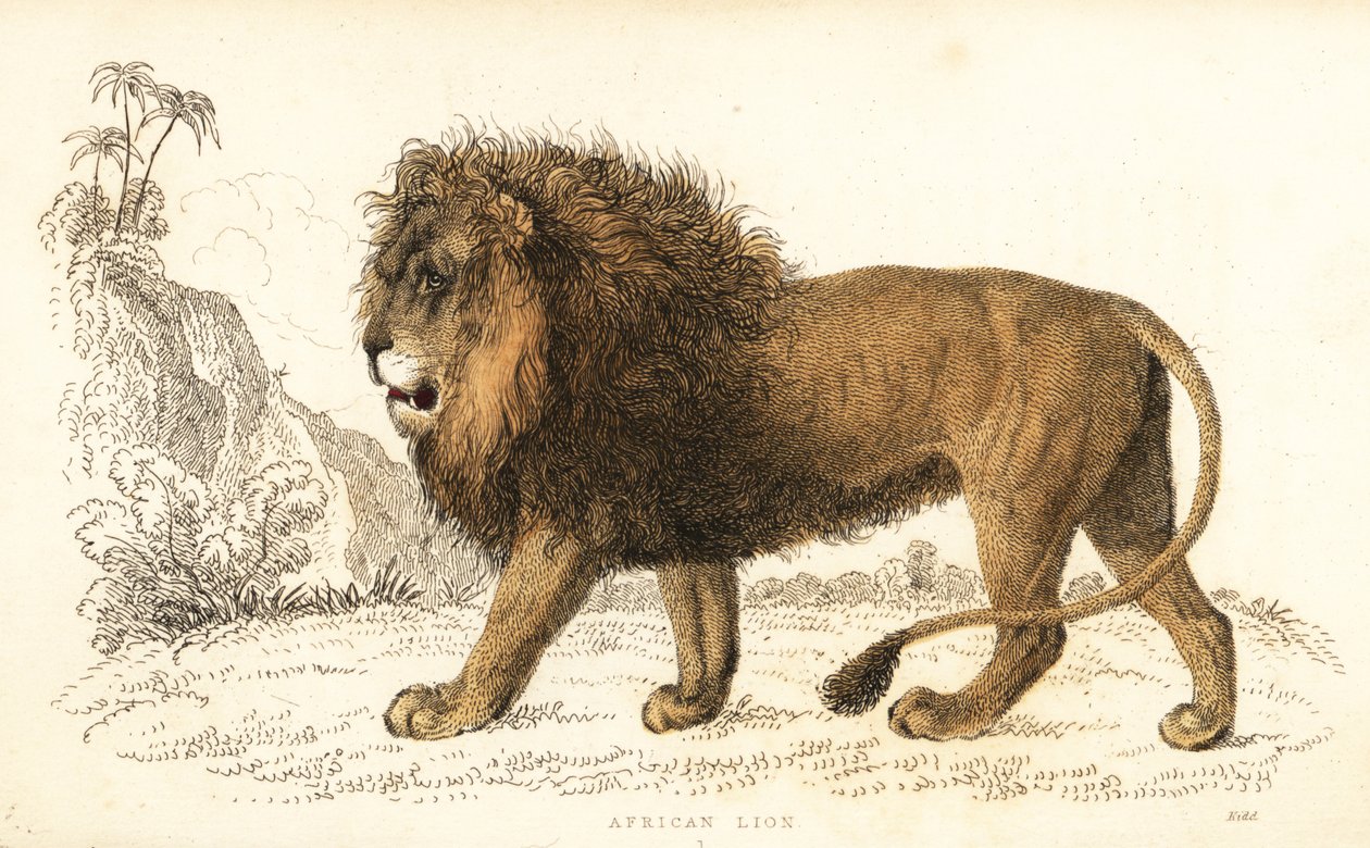 アフリカ ライオン、パンテーラ レオ。 脆弱。 1834年（彫刻） 作： ウィリアムアレクサンダーフォーブス