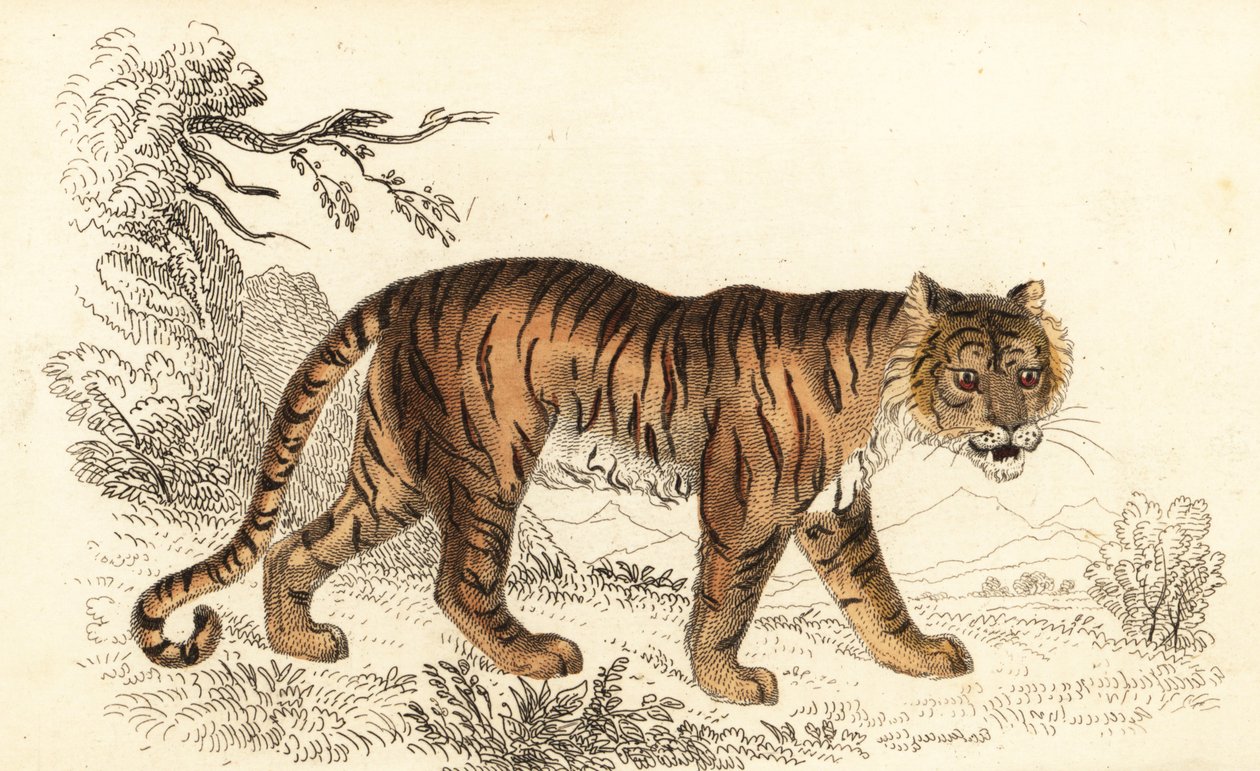 ベンガルトラ、パンテーラ チグリス チグリス、1834 年 (彫刻) 作： ウィリアムアレクサンダーフォーブス