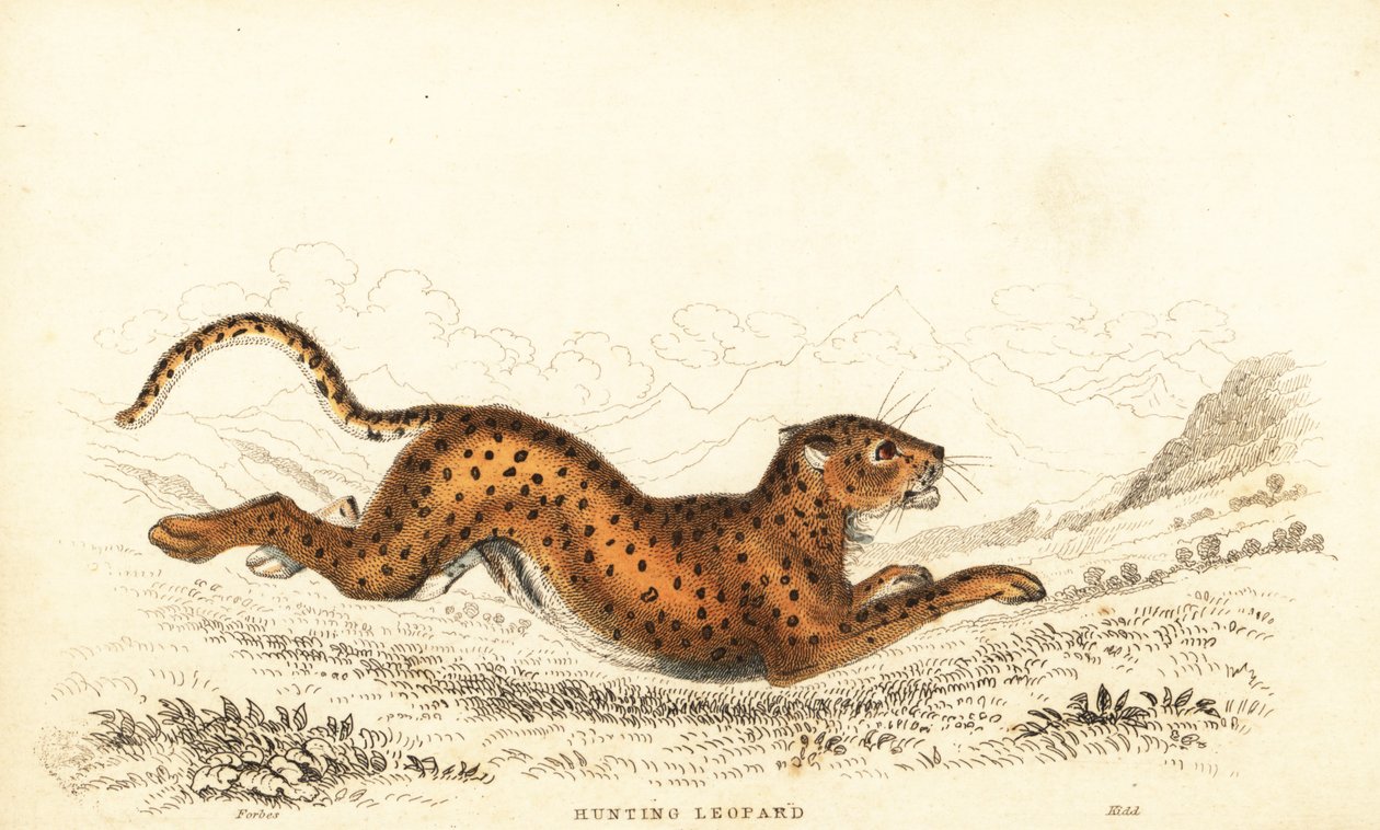 チーター、Acinonyx jubatus.、1834 年 (彫刻) 作： ウィリアムアレクサンダーフォーブス