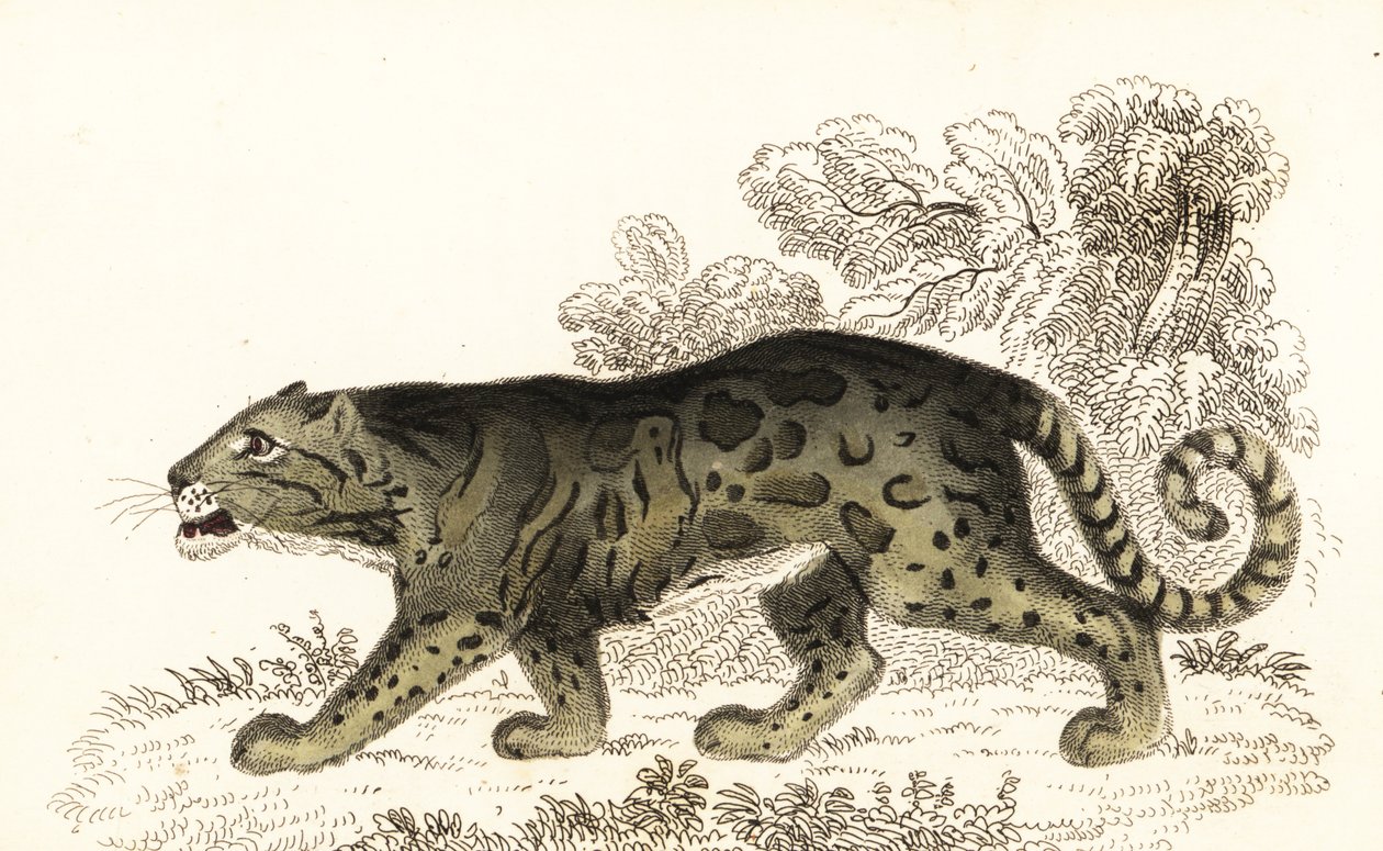 ウンピョウ、Neofelis nebulosa、1834 年 (彫刻) 作： ウィリアムアレクサンダーフォーブス