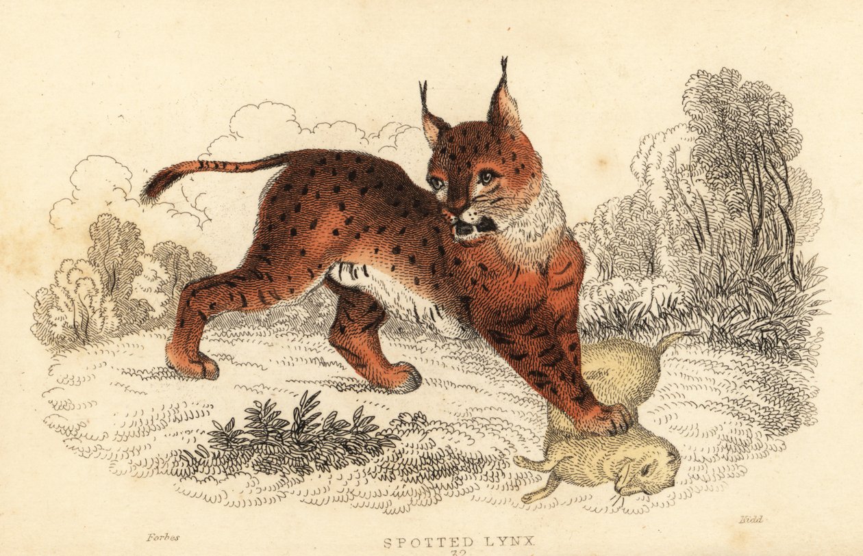 ヨーロッパオオヤマネコ、オオヤマネコ、1834 年 (彫刻) 作： ウィリアムアレクサンダーフォーブス