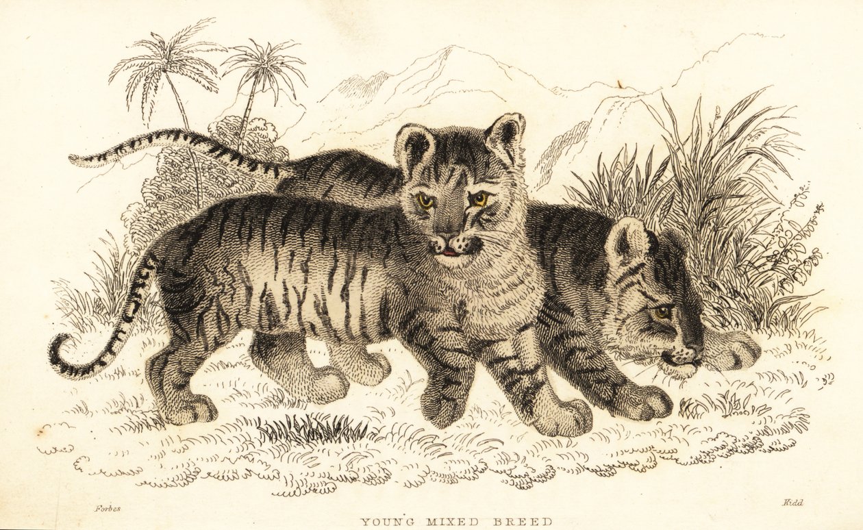 原画【ライオン】 原画【ライオン】 佐藤龍生「幻 ホワイトライオン」日本画 紙本彩色