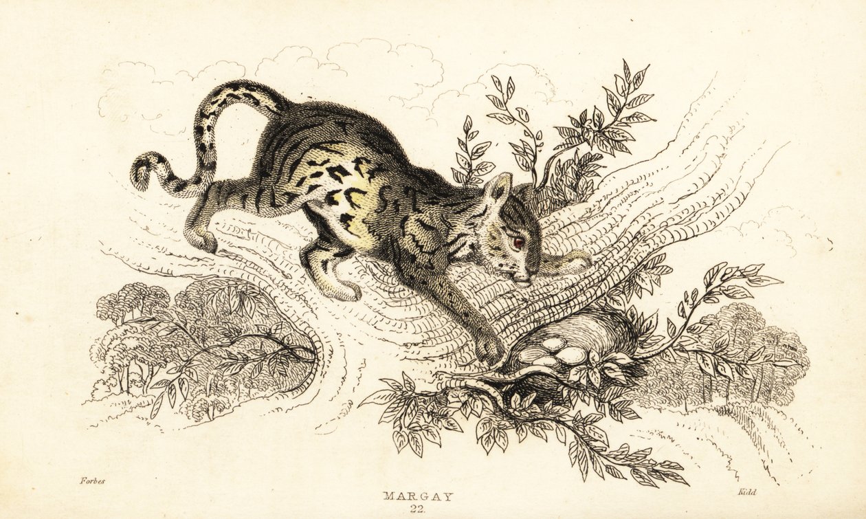 マーゲイ、Leopardus wiedii.、1834 年 (彫刻) 作： ウィリアムアレクサンダーフォーブス