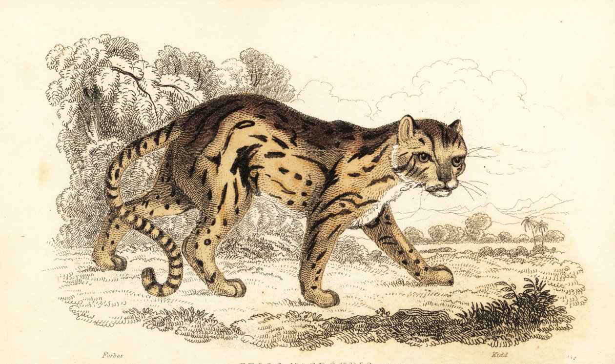 マーゲイ、ヒョウは学んだ。 1834年（彫刻） 作： ウィリアムアレクサンダーフォーブス