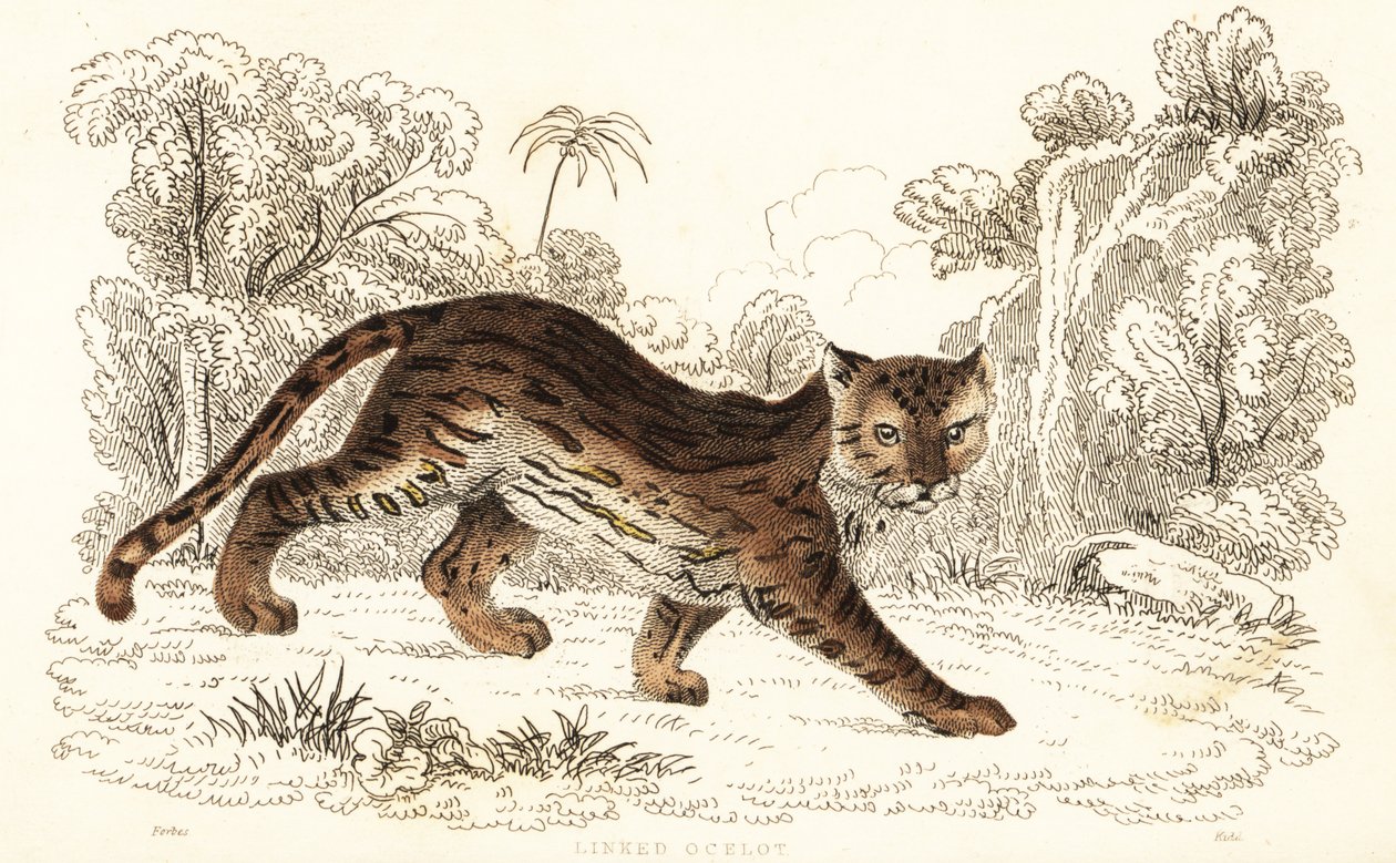 マーゲイ、Leopardus wiedii catenata。 、1834年（彫刻） 作： ウィリアムアレクサンダーフォーブス