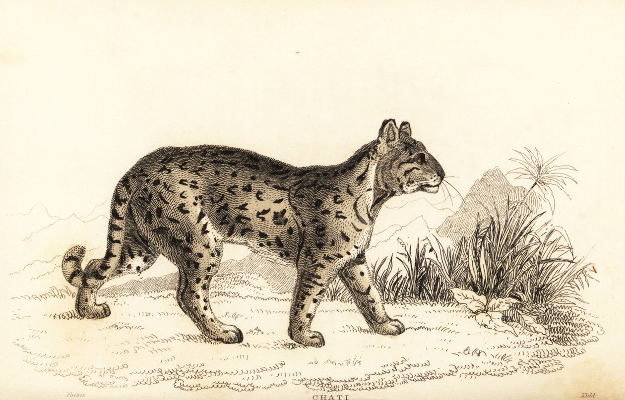 優しいヒョウ、オセロット。 、1834年（彫刻） 作： ウィリアムアレクサンダーフォーブス