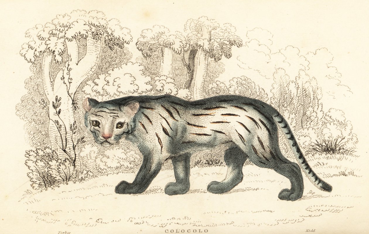 パンパス猫またはパンタナール、レオパルダス・コロコラ。 1834年（彫刻） 作： ウィリアムアレクサンダーフォーブス