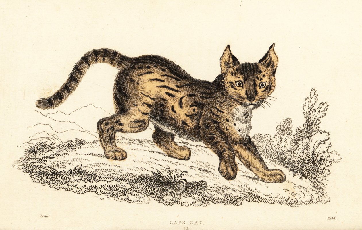 サーバル、Leptailurus serval.、1834年（彫刻） 作： ウィリアムアレクサンダーフォーブス
