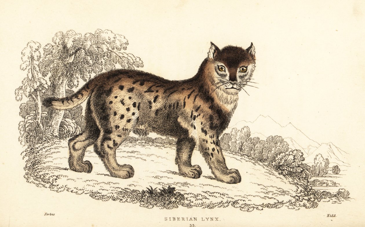 シベリア オオヤマネコ、オオヤマネコ オオヤマネコ wrangeli (Felis lynx).、1834 (彫刻) 作： ウィリアムアレクサンダーフォーブス