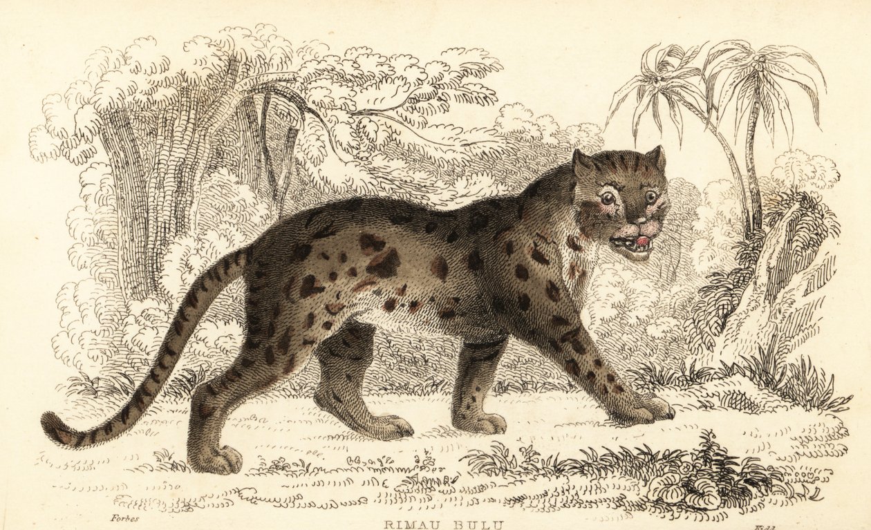 スンダヒョウ猫、Prionailurus bengalensis subsp. スマトラヌス。 1834年（彫刻） 作： ウィリアムアレクサンダーフォーブス