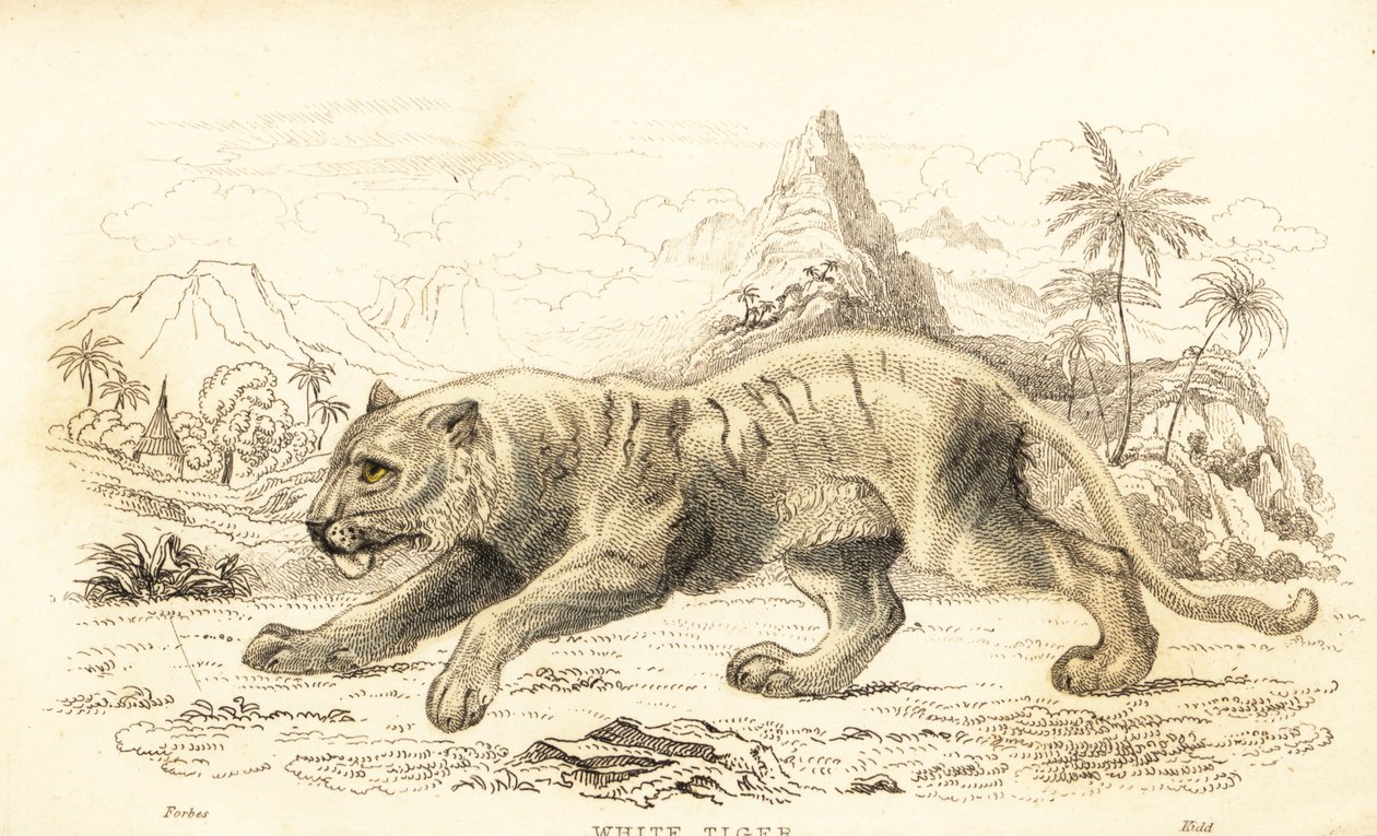 ホワイトタイガー、パンテーラ チグリス チグリス。 絶滅危惧種。 1834年（彫刻） 作： ウィリアムアレクサンダーフォーブス