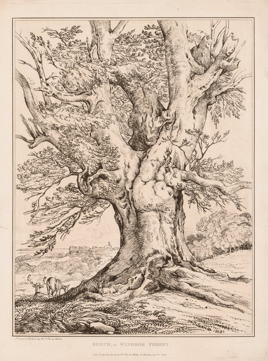 ウィンザーフォレストのブナ、1805年。 作： ウィリアム・アルフレッド・デラモット