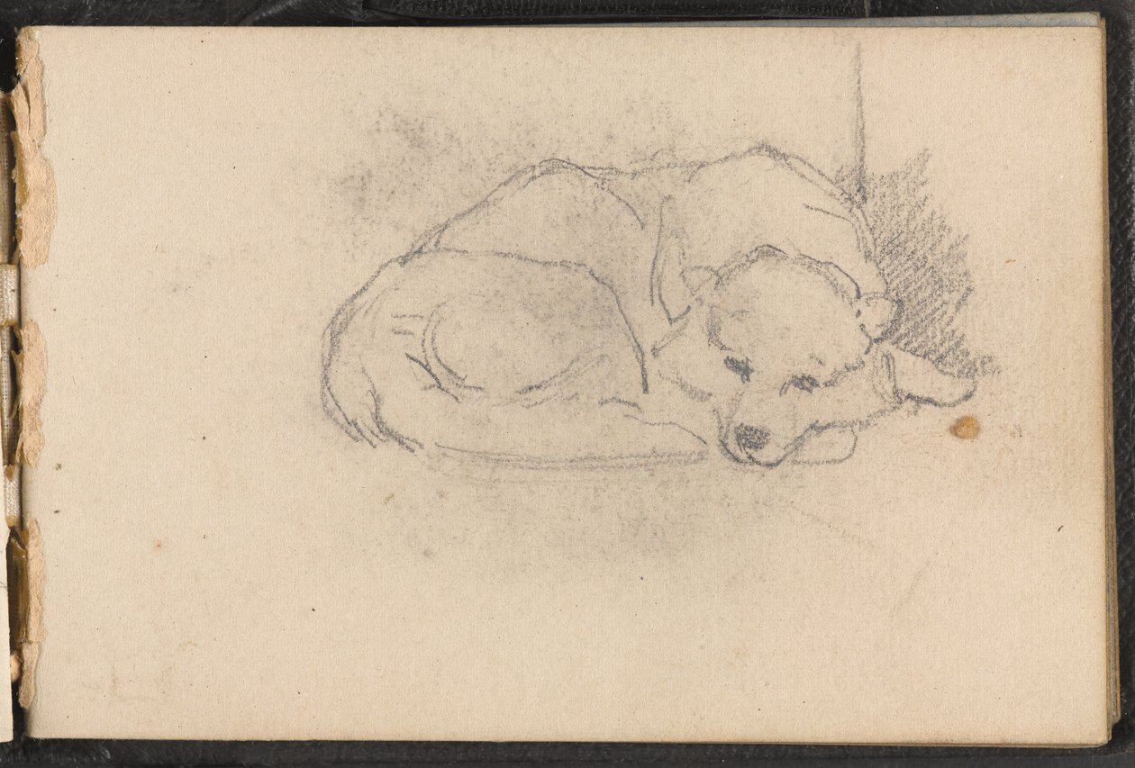 1879年頃の眠っている犬のスケッチ 作： ウィリアムバーンズウール