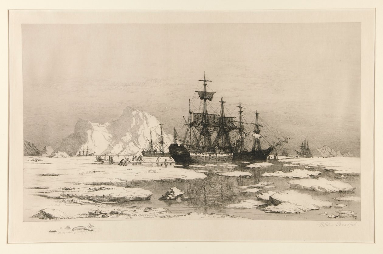 北極のアザラシ、絵の後: 流氷の間、1875 年 作： ウィリアム・ブラッドフォード