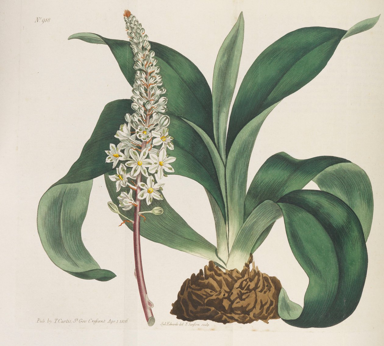 植物雑誌、1787-1833。 作： ウィリアム・カーティス