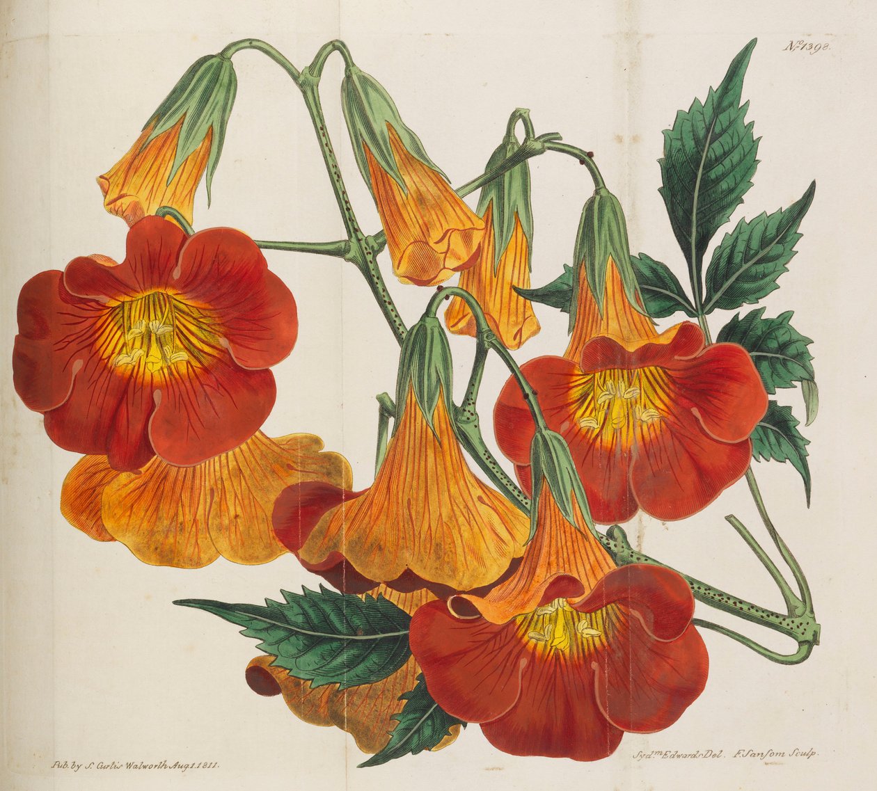 植物雑誌、1787-1833。 作： ウィリアム・カーティス