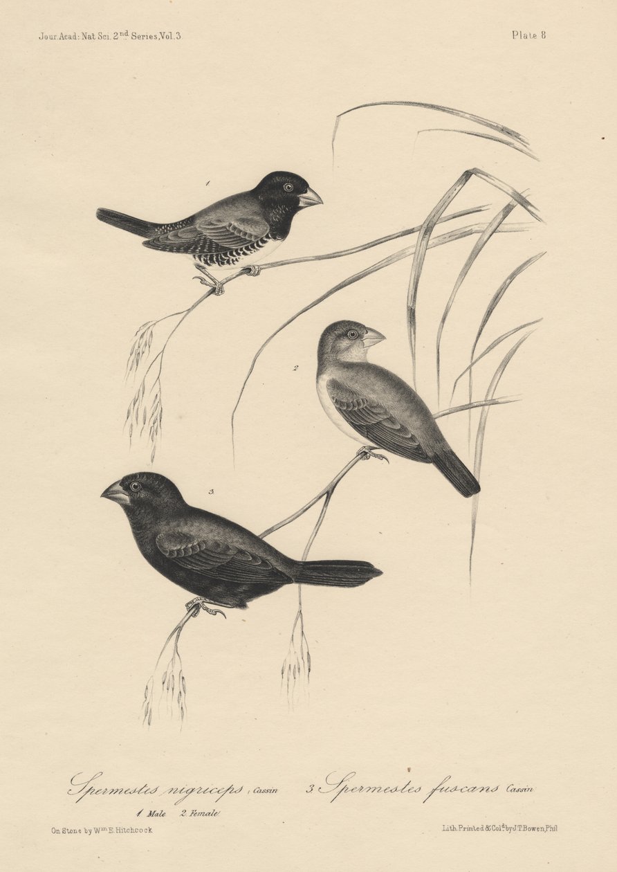Spermestes Nigriceps（オスとメス）とSpermestes Fuscans、JT Bowenによるlitho、1850 作： ウィリアム・E・ヒッチコック
