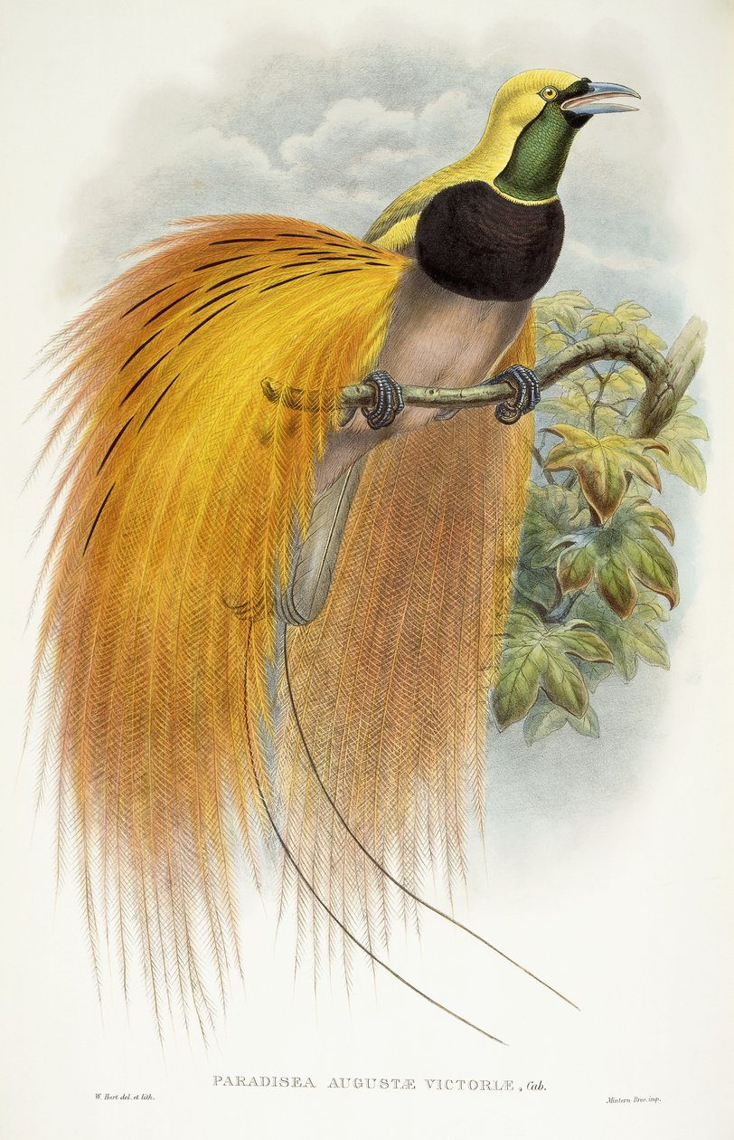 Paradisea Augusta Victoria、1891-1898 作： ウィリアム・ハート