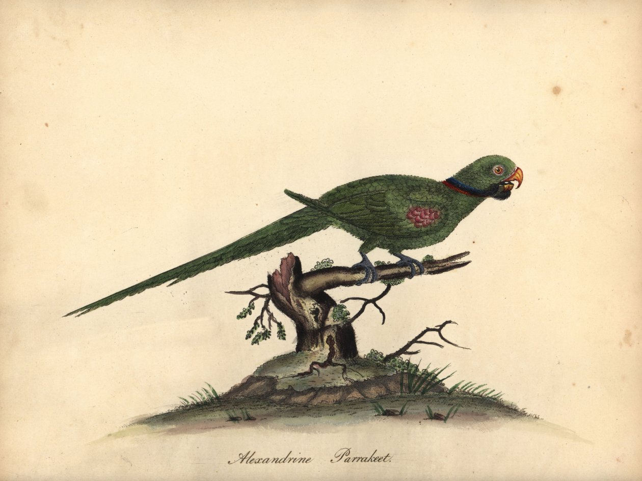 アレキサンドリン インコ、Psittacula eupatria。 (Psittacus alexandri) オスタリー公園の動物園の珍しい鳥と好奇心旺盛な鳥の肖像画のウィリアム・ヘイズによる手彩色の銅版画彫刻。 作： ウィリアム・ヘイズ