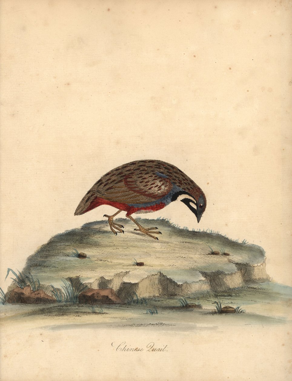 青い胸のウズラ、Coturnix chinensis。 (中国のウズラ、Tetrao chinensis)ロンドンのオスタリー公園の動物園からの希少で好奇心旺盛な鳥の肖像画からのウィリアム・ヘイズによるイラストの手彩色の銅版彫刻: Bulmer 作： ウィリアム・ヘイズ